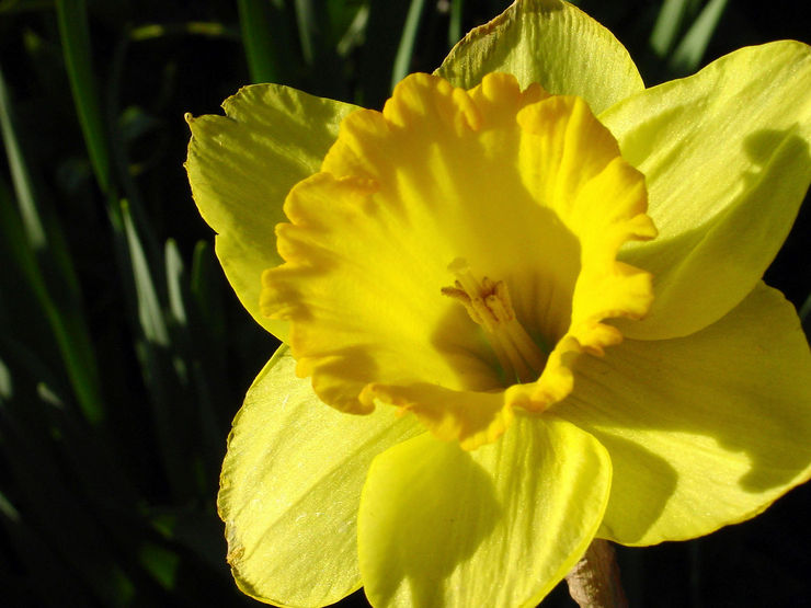 daffodil flower